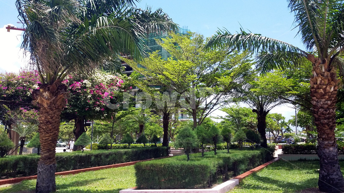 vietnam,nhatrang,야자수,동남아,베트남,나트랑,화창한,날씨,맑음,깨끗한,맑은,하늘,정원,여름,자연,풍경,nature,landscape,outdoors,옥외,garden,arbour,정자