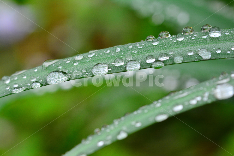 이슬,물방울,풀잎이슬,투명,빗방울,봄비,dew,water,맺히다,방울방울,plant,green,초록,싱그러운,신선한,맑은,아침이슬,해맑은,빗물,초본,영롱한,접사,마크로,클로즈업,fresh,clean,clear,natural,자연,식물,자연,plants,nature
