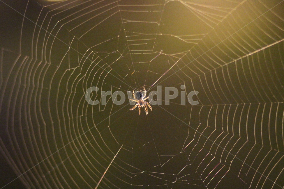 거미,동물,무척추동물,spider,야경