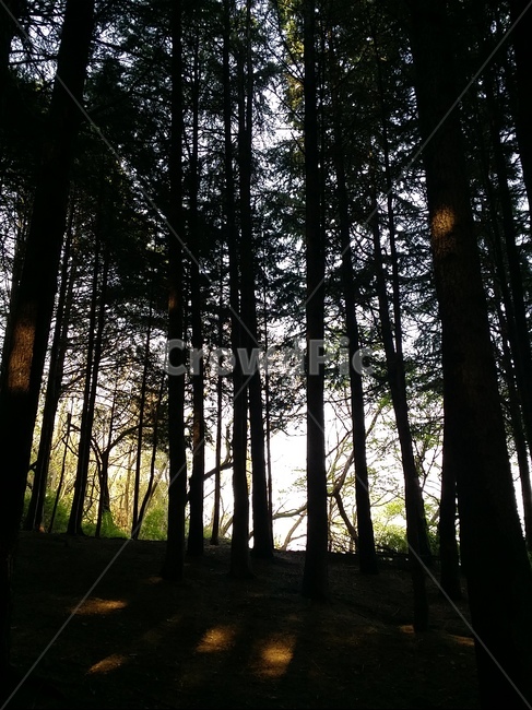 소나무숲,소나무,숲,숲속,자연,대자연,숲길,여름휴가,감성,하늘,풍경,솔잎,nature,tree,forest