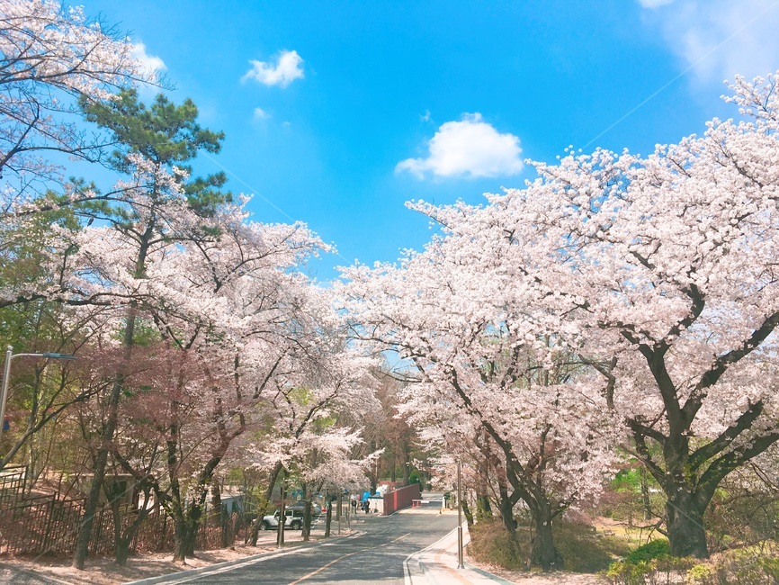 봄,벚꽃,벚꽃나무,꽃,화창,봄철,봄날,봄꽃