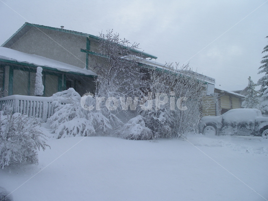 눈,폭설,겨울,winter,outdoor,snow,눈꽃,nature,자연,식물,plant,전나무,tree,옥외,눈보라,폭풍,storm,겨울,계절,winter,season