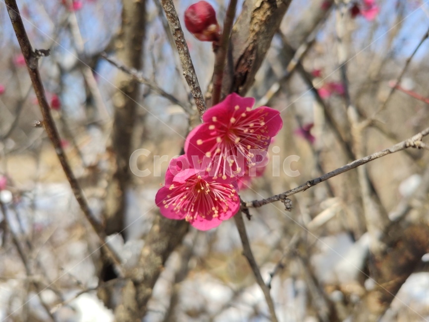 홍매화,매화,매화꽃,붉은매화꽃,홍매,자장매,maehwa,plant,식물,blossom,geranium,제라늄,flower,꽃,식물,자연,plants,nature,꽃,flower