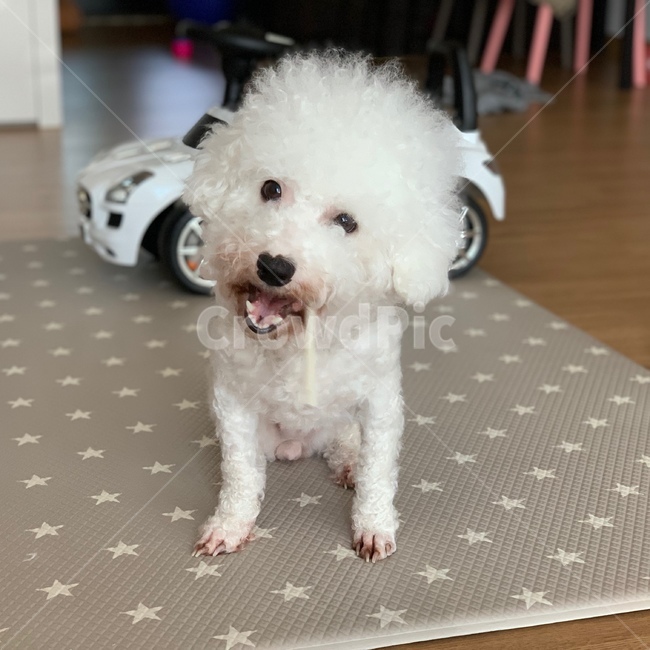 반려견,비숑,비숑프리제,강아지,댕댕이,동물,animal,포유류,mammal,개,강아지,dog,doggy