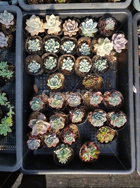 다육식물,식물,plant,다육이,다육이모종,식물,자연,plants,nature