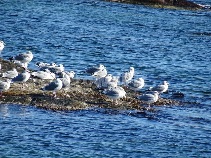 갈매기,동물,조류,새,gull,바다풍경,동물,animal,조류,새,birds