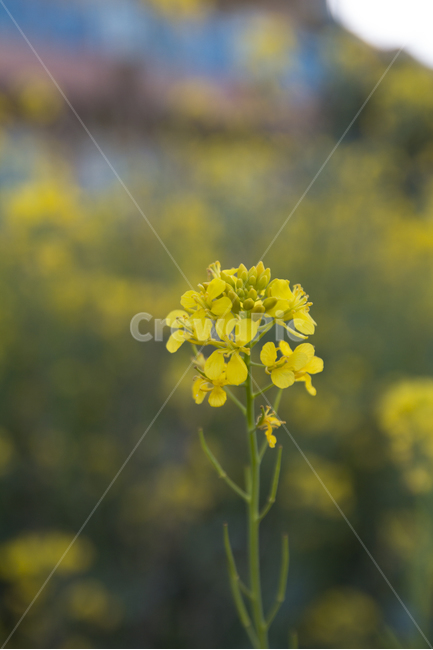 꽃사진,배경,유채꽃,봄꽃,단독샷,봄,계절,spring,season,식물,자연,plants,nature,꽃,flower