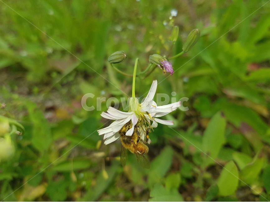 봄,꽃,벌,자연,곤충,식물,자연,plants,nature,꽃,flower,동물,animal,곤충,벌레,insect,bug