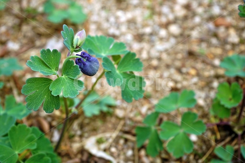매발톱꽃,꽃,columbine,buds,leaves,beforeflowering,미나리아제비과,식물,자연,plants,nature,꽃,flower
