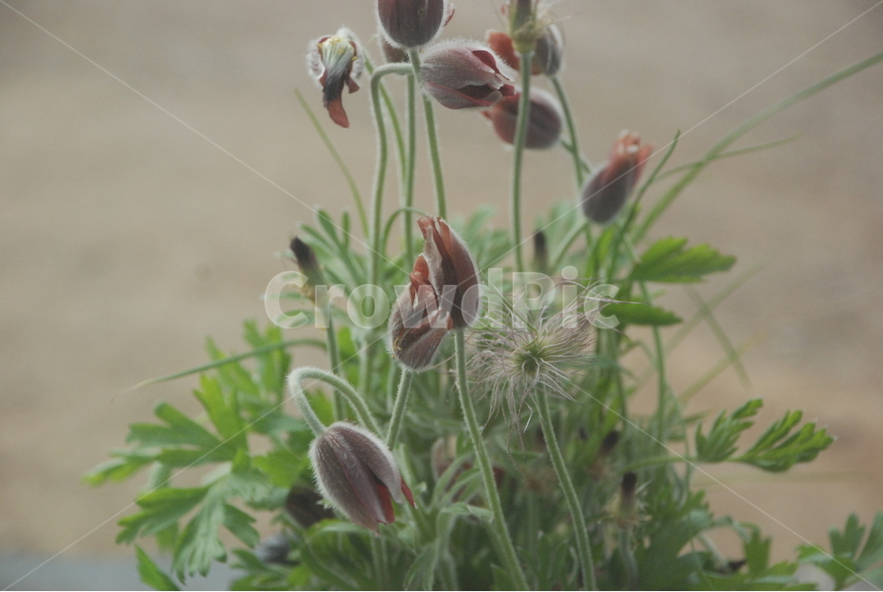 꽃,식물,할미꽃,보라색꽃,들꽃,자연,힐링,식물,자연,plants,nature,꽃,flower