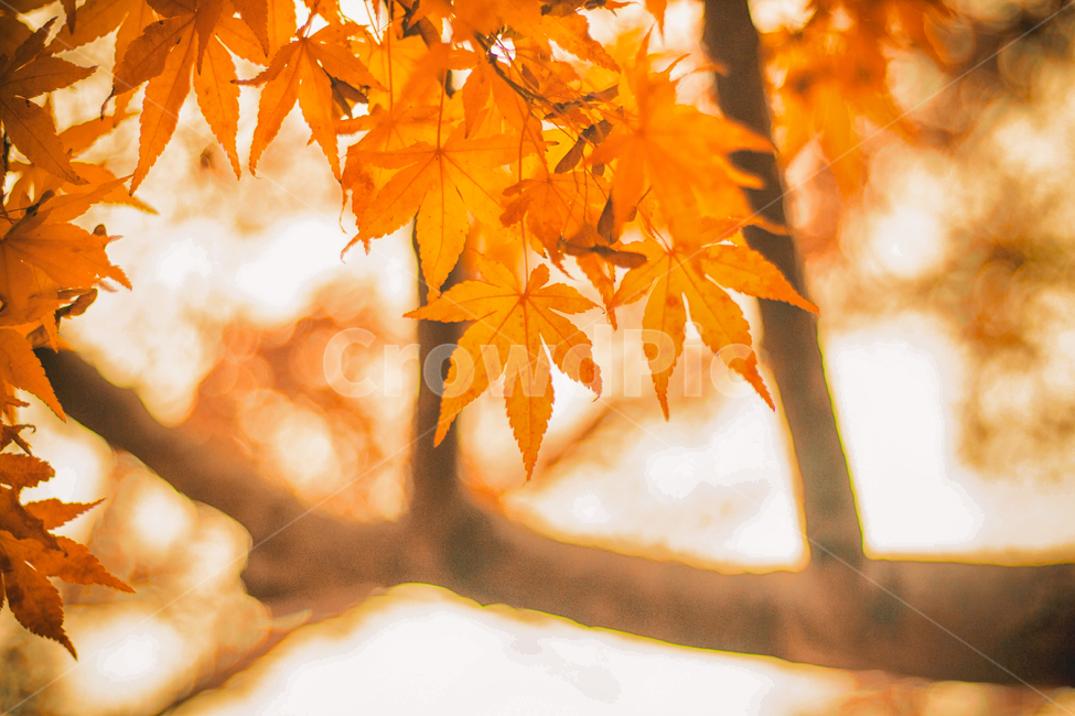 가을,나무,단풍,계절,자연,풍경,단풍나무,낙옆,단풍잎,fall,autumn,seasons,maple,nature,landscape,tree,가을,계절,fall,autumn,season,식물,자연,plants,nature,색깔,색상,색채,색감,color sense,color sensitivity,feeling of color,plant,leaf,잎