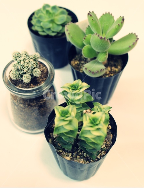 다육이,식물,꽃,초록,힐링,생기,파릇,나무,실내용화초,화분,화초,house plant