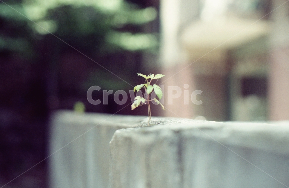 풀,식물,담벼락,감성,필름,filmphoto,film,아련,아웃포커싱,식물,자연,plants,nature,감성,sensible,feeling