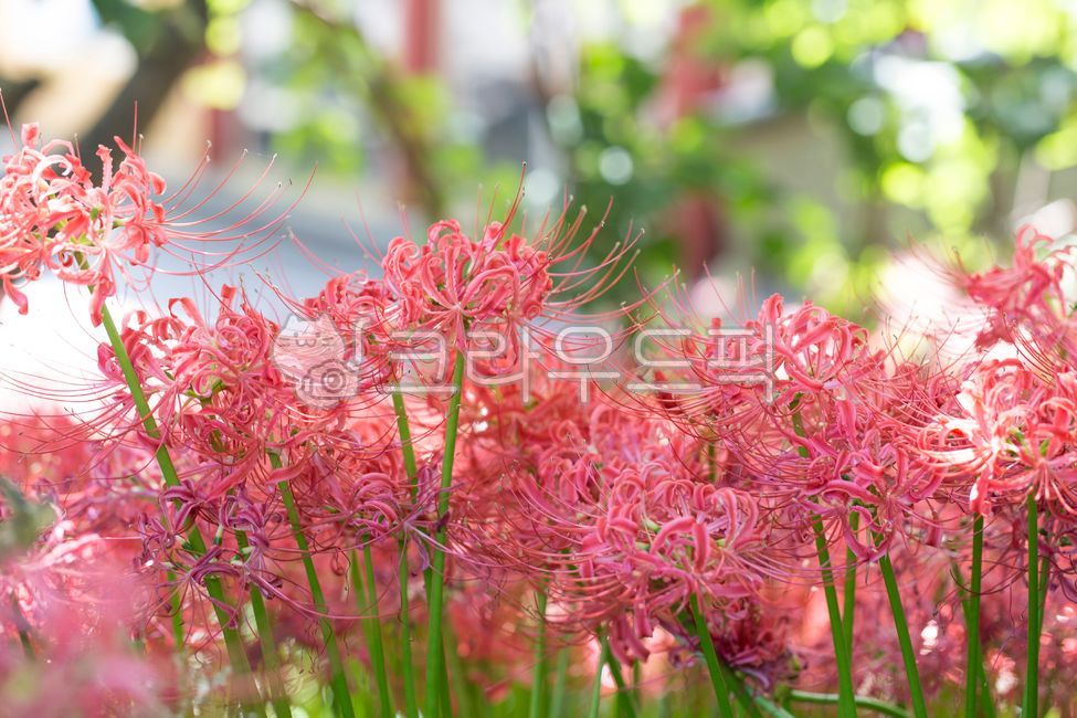 꽃무릇,석산,꽃,식물,군락,빛,붉은색,레드,초록,줄기,가을,꽃밭