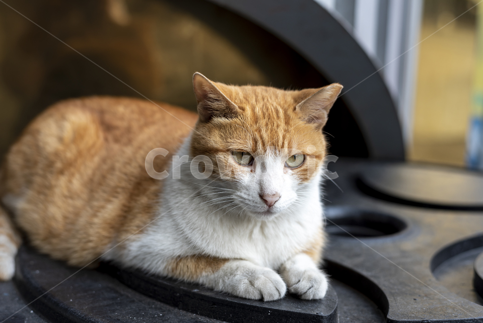 길고양이,고양이,앉다,표정,귀엽다,갈색,흰색,눈동자,야옹이,동물,animal,포유류,mammal,고양이,cat,kitten,kitty