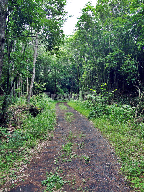 농로,솔숲,제주,올레19코스,올레길,숲길,자연,풍경,nature,landscape,path,통로,dirt road,흙길,road,도로,gravel,자갈,ground,바닥