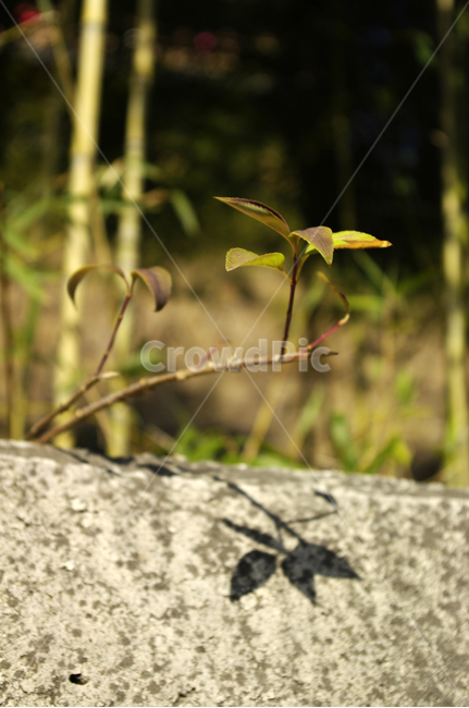 대나무,그림자,잎,식물,나무,식물,자연,plants,nature