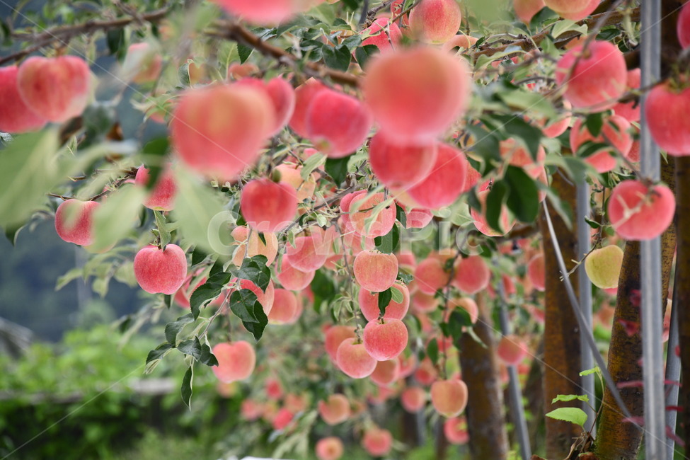사과,과수원,과일,apple,plant,food,식품,fruit,식물,과일,열매,fruit