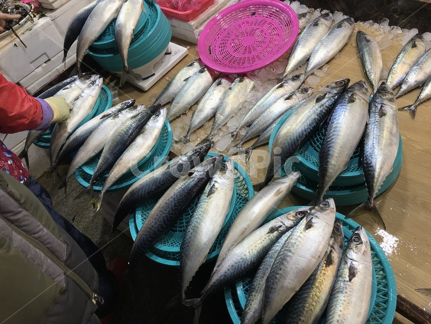 고등어,시장,해산물,생선,어민,장사,시장,마트,마켓,market,mart,market place,음식,식재료,요리,food,cook,meal,dishes,food reserves,수산물,해산물,fishery products,seafood
