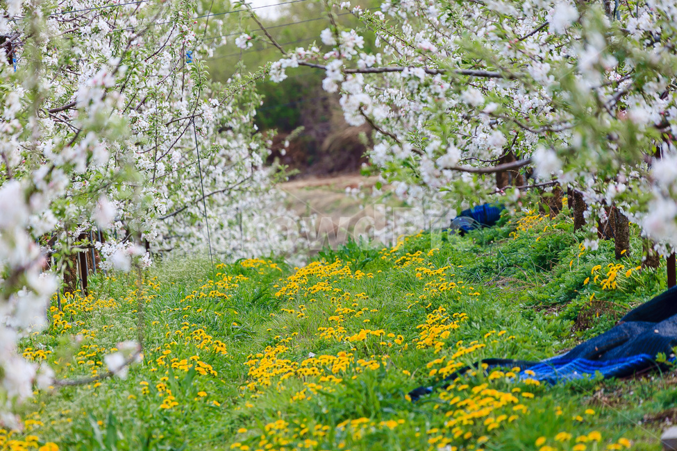 민들레,꽃,봄,농촌,민들레꽃,봄,계절,spring,season,outdoors,옥외,grassland,목초지,field,들,plant,식물