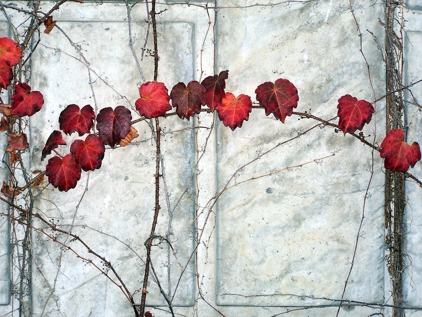 가을,담쟁이,단풍,붉은색,담,벽,ivy,nature,자연,red,autumn,fall,월페이퍼,고착,생명력,빨강wallpaper,배경화면,웹용,가을풍경,배경,배경사진,가을,계절,fall,autumn,season,leaf,잎,plant,식물