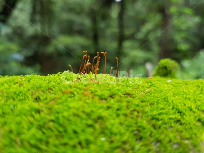 moss,plant,이끼,식물,자연,식물,자연,plants,nature