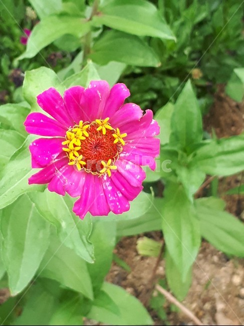 분홍색꽃,꽃,여름꽃,자연,식물,flower,plant,핑크색,식물,자연,plants,nature,꽃,flower