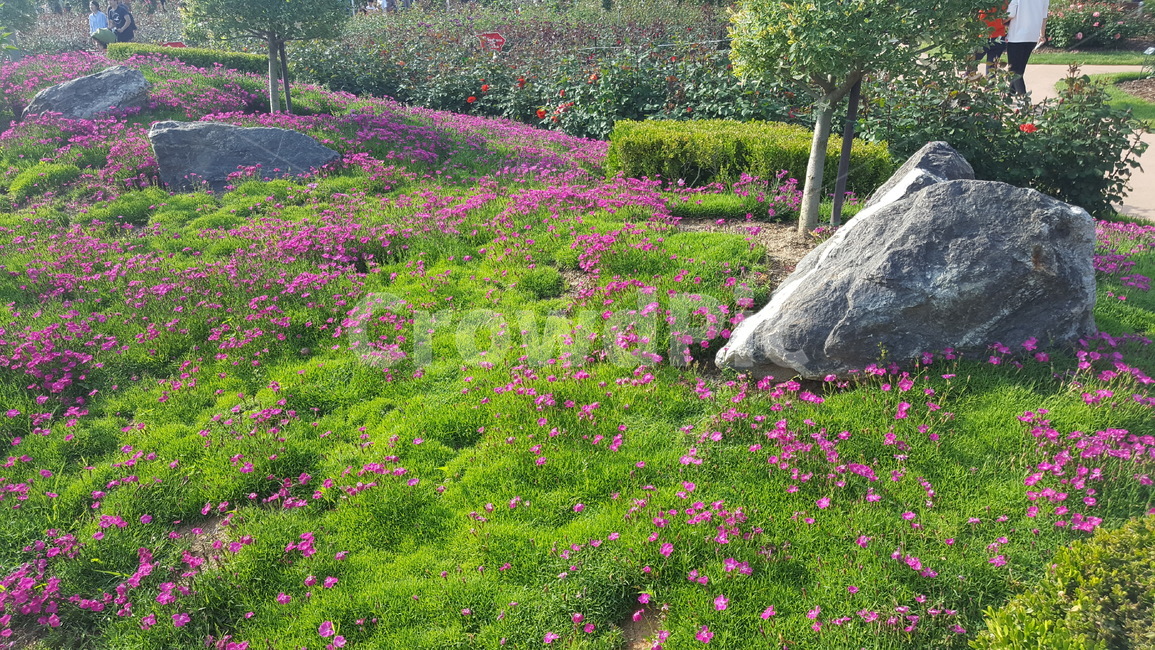 꽃밭,화원,바위,잔디꽃,화단,봄꽃,식물,자연,plants,nature,꽃,flower