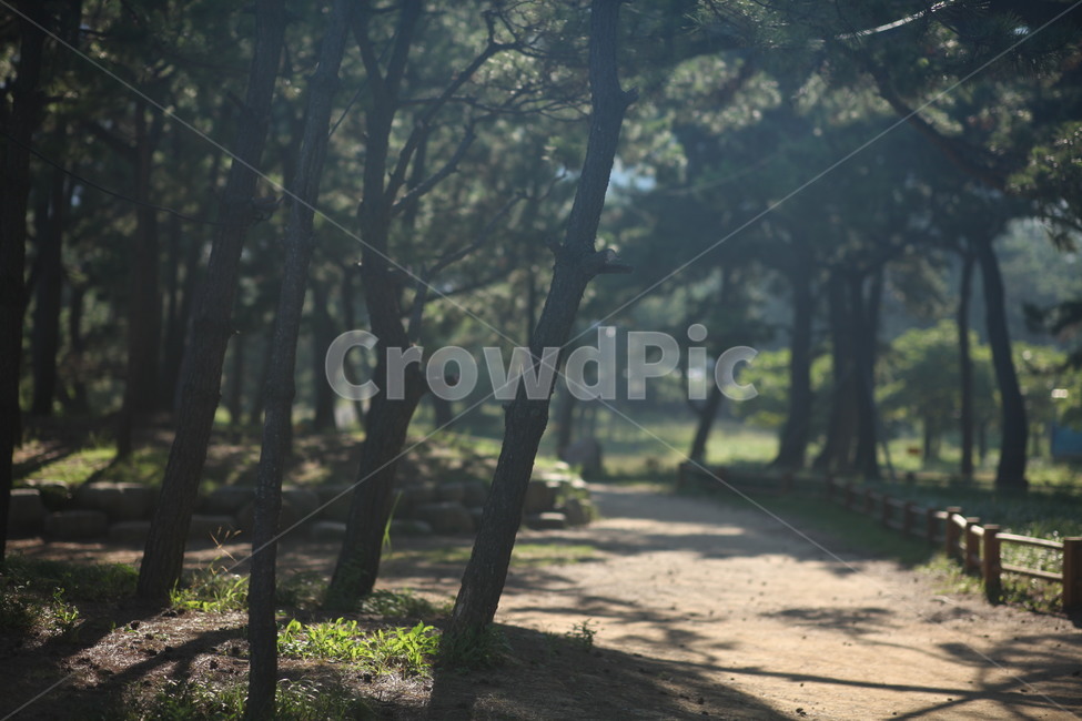 여름,숲,산책,나무,길,고요함,쓸쓸함,자연,풍경,nature,landscape,tree,plant,식물