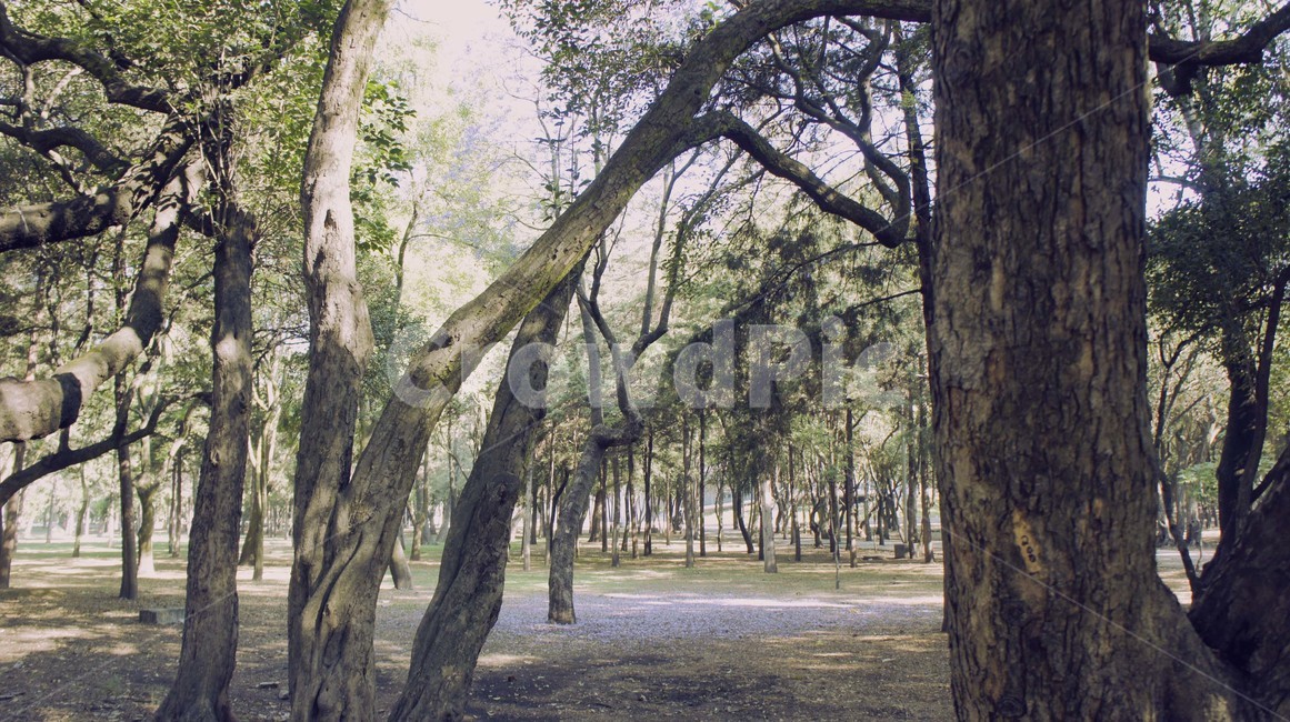 자연,나무,고화질,공원,풍경,자연,풍경,nature,landscape,tree,plant,식물,tree trunk,나무 줄기