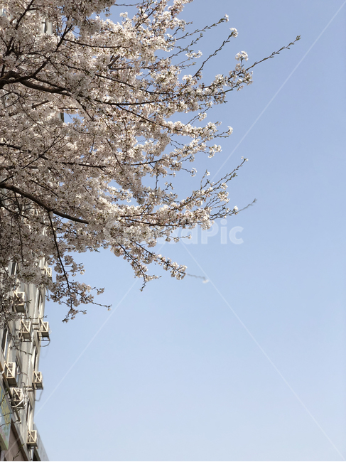 꽃,벚꽃,하얀꽃,작은꽃,식물,나무,봄,봄,계절,spring,season,plant,flower,blossom