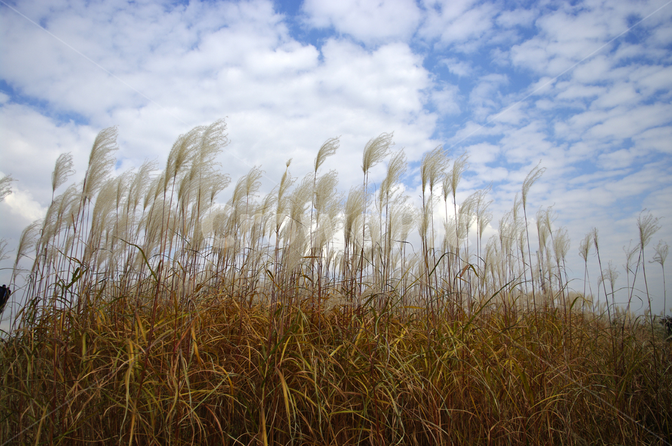 공원,식물,plant,가을,억새,자연,nature,하늘,구름,자연,풍경,nature,landscape,grass,잔디,lawn