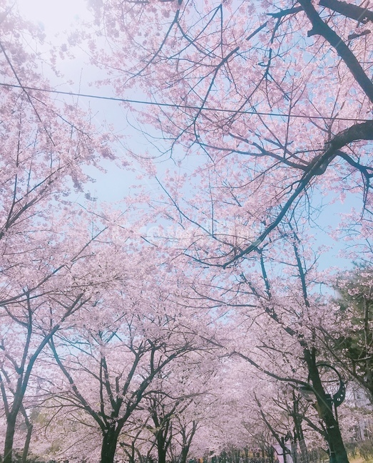 봄,벚꽃놀이,벚꽃나무,벚꽃,나들이,봄,계절,spring,season,plant,식물