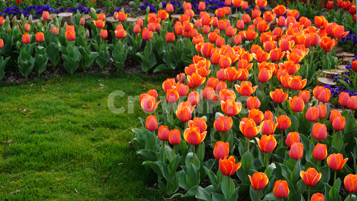plant,식물,flower,tulip,튤립,꽃,식물,자연,plants,nature,꽃,flower