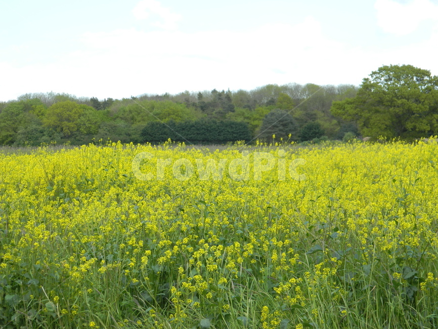 자연,nature,들,field,평화,전원,outdoors,peace,감성,노란꽃,분위기