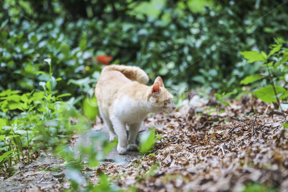 고양이,치즈냥,길고양이,길냥이,애완동물,반려동물,동물,cat,자연,동물,animal,포유류,mammal,고양이,cat,kitten,kitty