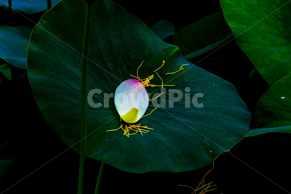 연꽃,연잎,낙화,꽃잎,문양,무늬,식물,자연,plants,nature,꽃,flower