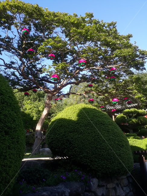 연등,초파일,초록,절,자연,나무,연등꽃,식물,자연,plants,nature,나무,trees,wood,종교,신앙,religion,belief,faith