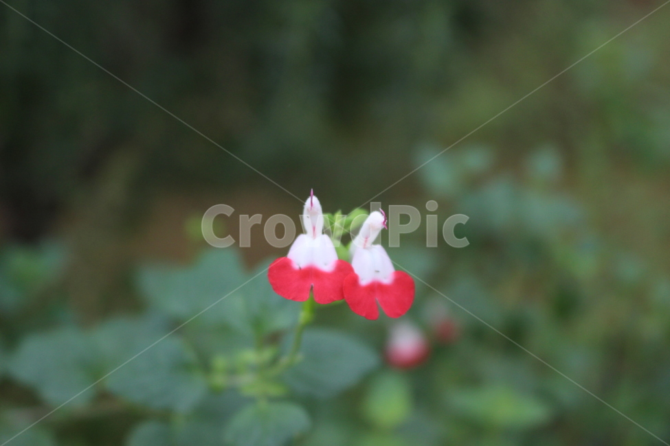 식물,plant,blossom,꽃,flower,lips,식물,자연,plants,nature,꽃,flower