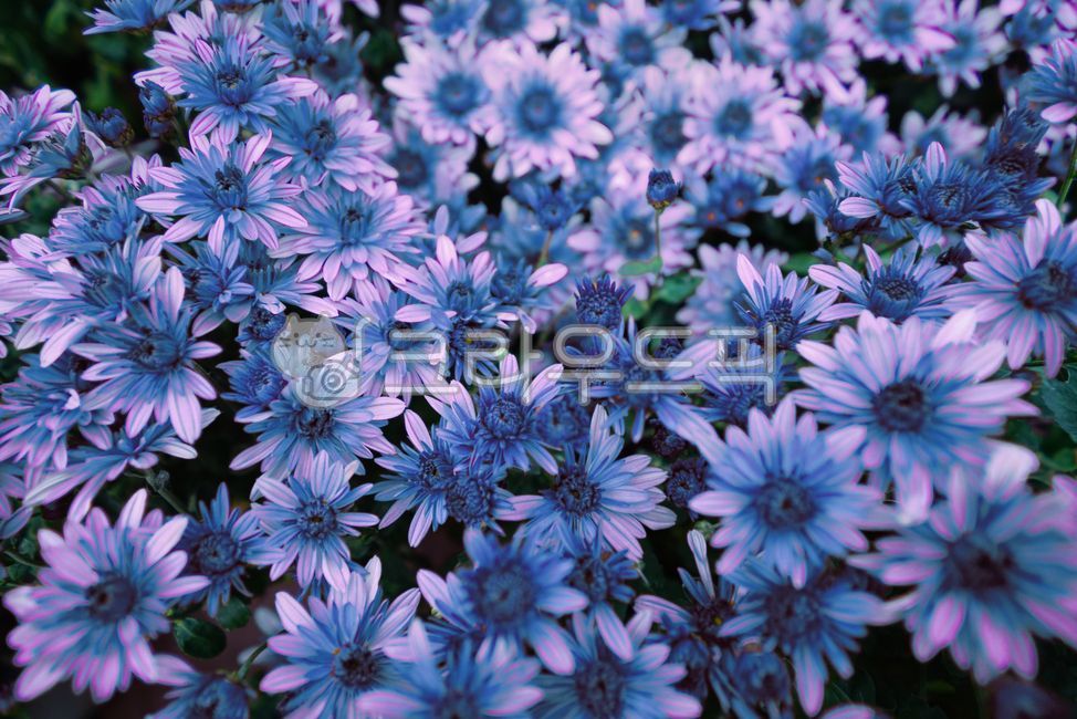 chrysanthemum flower,small country,Chrysanthemum,chrysanthemum,fall flowers