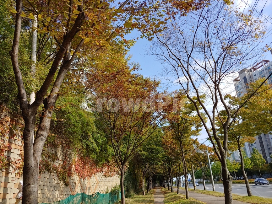 tree,나무,plant,식물,treetrunk,나무줄기,가을,계절,fall,autumn,season,tree trunk,나무 줄기