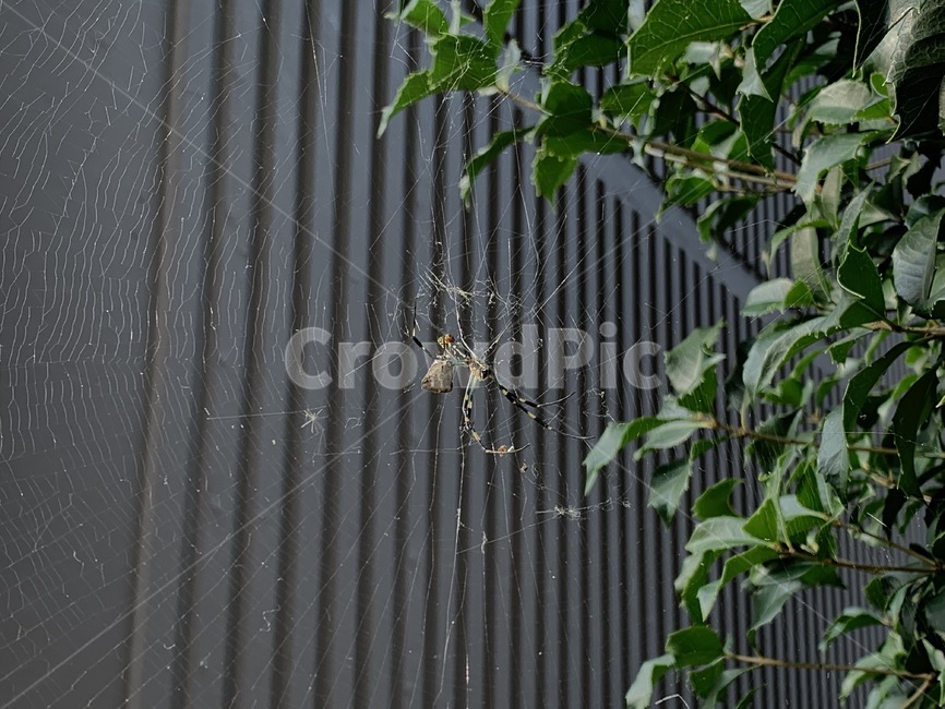 거미,거미줄,spider,동물,spiderweb,곤충,벌레,insect,bug