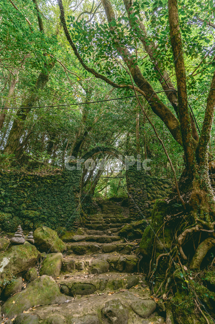 tree,나무,숲,돌담,plant,풍경,landscape,건축물