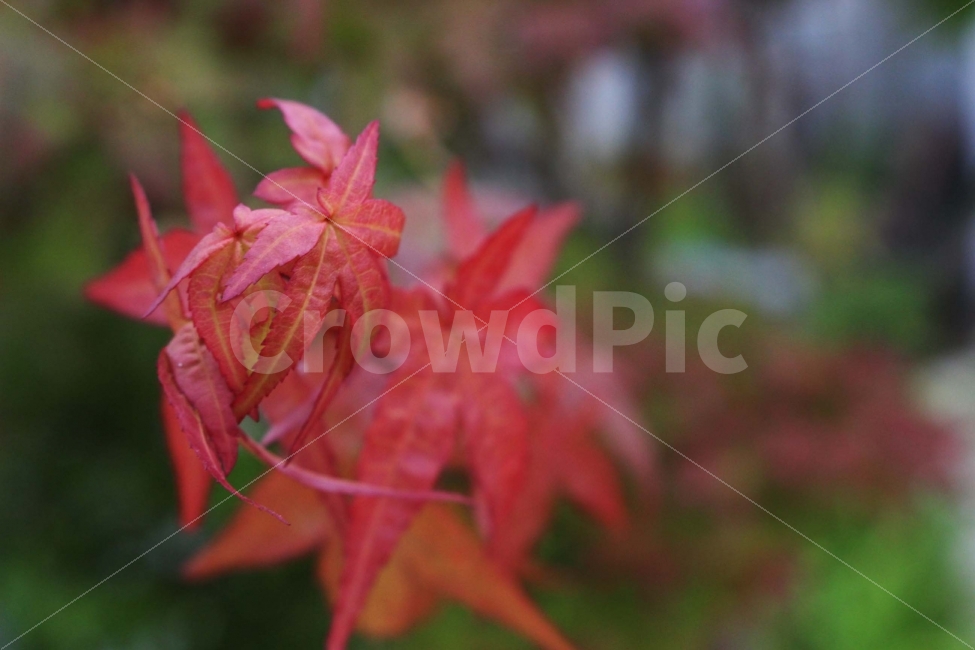 나무,단풍,빨강,빨간색,가을,식물,공원,야외,정원,접사,식물,자연,plants,nature,가을,계절,fall,autumn,season,plant,leaf,잎,tree,maple