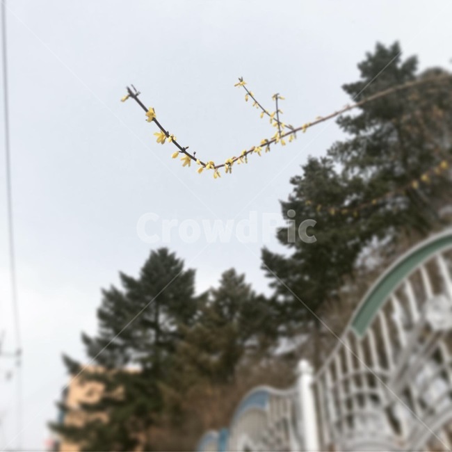 꽃,개나리,가지,나무,블러쉬