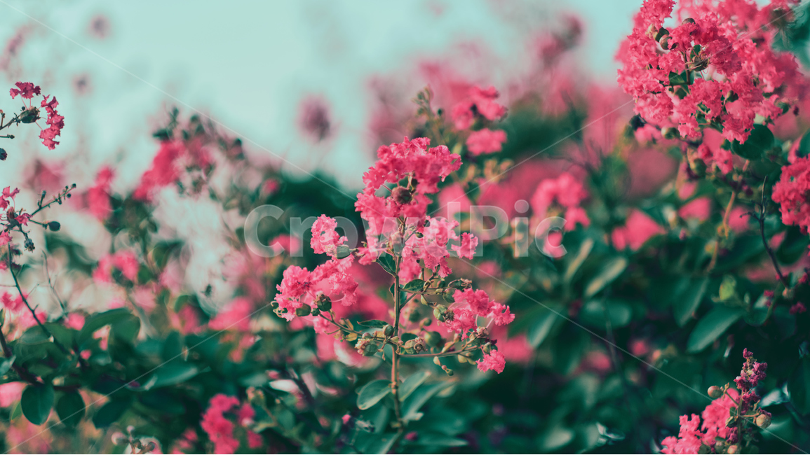 꽃,배롱나무꽃,분홍색,초록색,식물,flower,pink,green,꽃나무,아웃포커스,몽환,몽환적,식물,자연,plants,nature,꽃,flower,감성,sensible,feeling