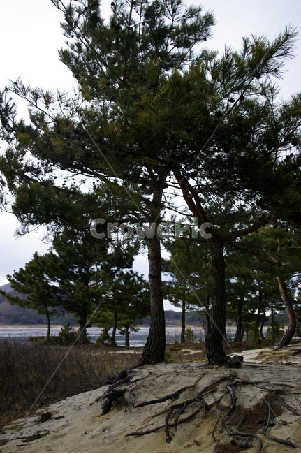 소나무,숲,모래,솔숲,식물,나무,식물,자연,plants,nature,나무,trees,wood
