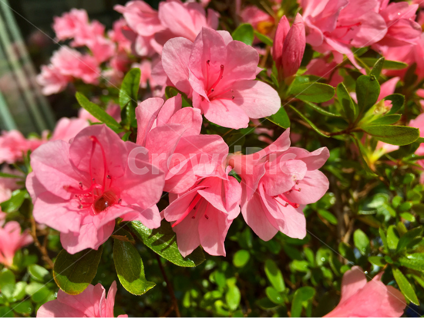 영산홍,꽃,봄,봄꽃,spring,진달래,flower,만개,식물,plant,blossom,화분,꽃화분,flowerpot,자연,nature,natural,꽃잎,petal,핑크,핑크색,pink,satuki,azalea,azaleaflowers,정원,garden,원예,horticulture,gardening,beautiful,풍경,landscape,한국,korea,아시아,asia,봄,계절,spring,season,식물,자연,plants,nature,꽃,flower,geranium,제라늄