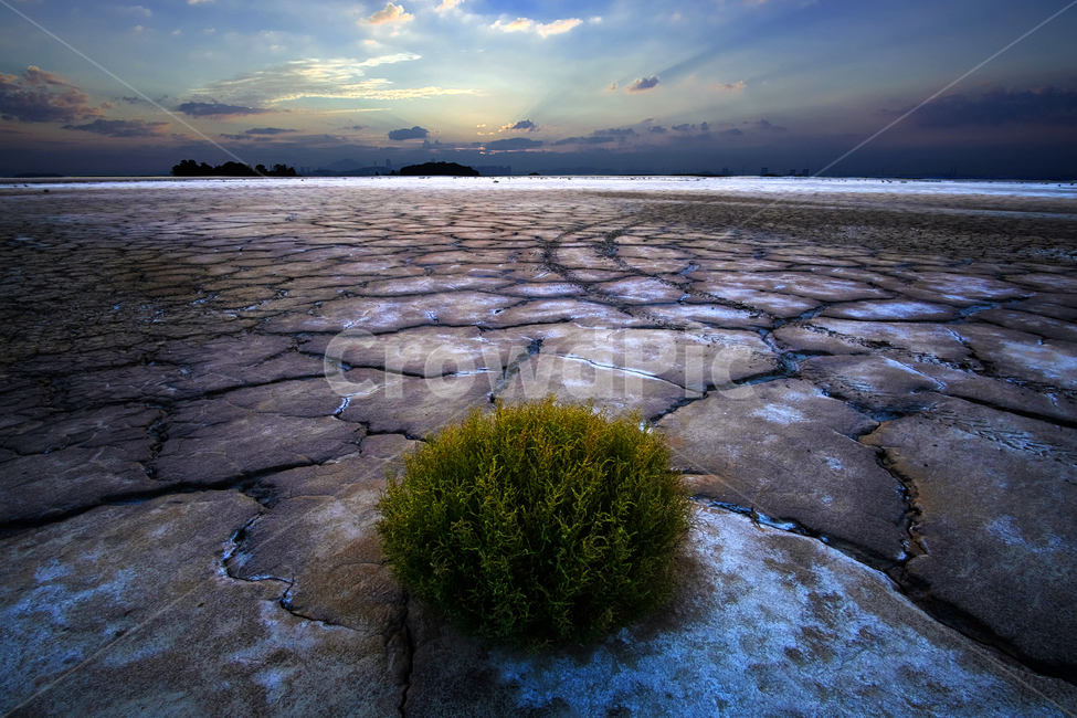 땅,식물,환경,메마름,가뭄,자연,자연,풍경,nature,landscape,walkway,보도,path,통로,flagstone,판석,moss,이끼,plant