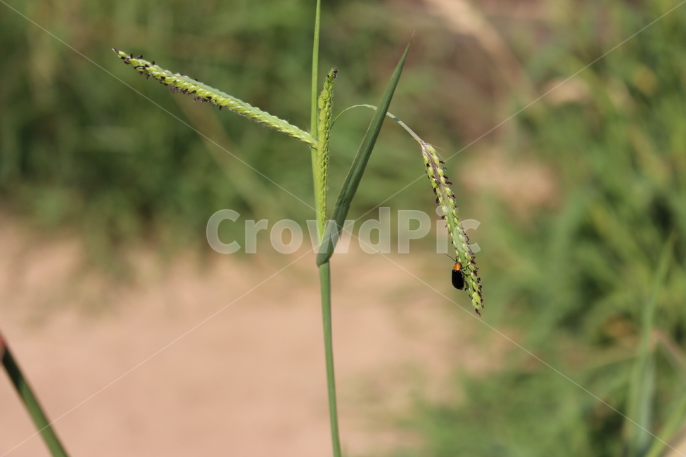 식물,잎,풀,벌레,배경,클로즈업,줄기,plant,leaves,grass,bug,background,closeup,stem